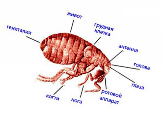 Что такое блоха