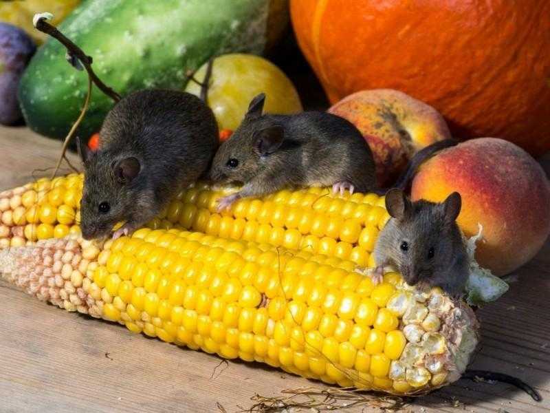 Мышки портят урожай