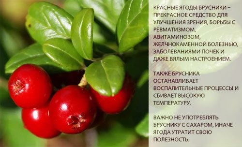 Состав и полезные свойства брусники
